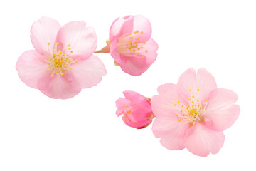 桜 花 ピンク 春 白 背景