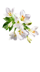 Fototapeta premium Elegant white lily flowers with fresh green leaves and delicate buds ideal for celebrating special occasions, offering greetings, or enhancing tranquil marketing materials.