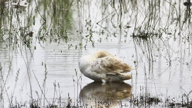 Cygne tubercul&eacute; (Cygnus olor) en toilettage dans une zone humide, comportement naturel de grooming en milieu aquatique