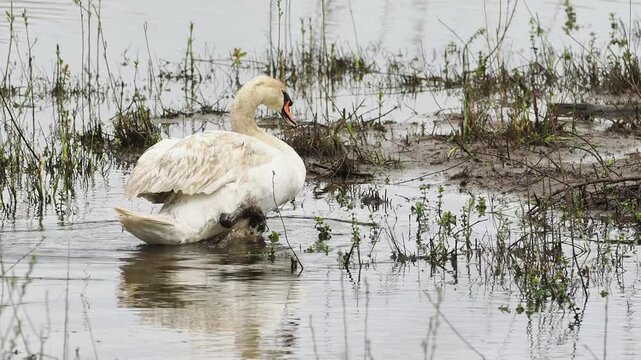 Cygne tubercul&eacute; (Cygnus olor) en toilettage dans une zone humide, comportement naturel de grooming en milieu aquatique