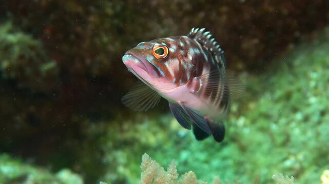 Frontal shot of Serranus atricauda in a rocky reef in the Canary Islands
