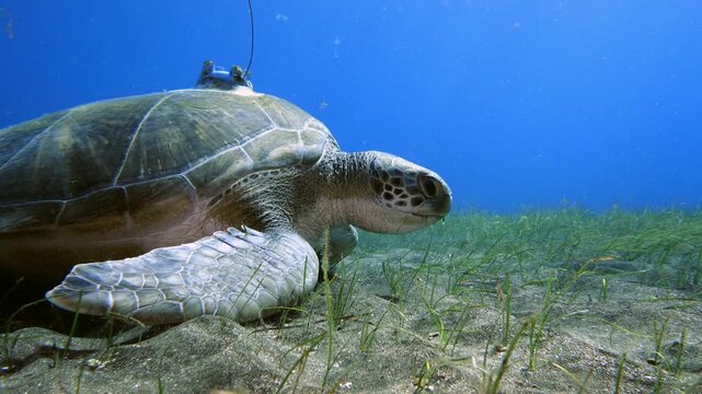 Lateral tracking shot of a Chelonia mydas with a satellite tag grazing on a Cymodocea nodosa meadow on a sandy bottom