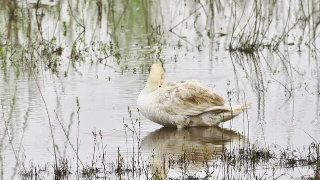 Cygne tubercul&eacute; (Cygnus olor) en toilettage dans une zone humide, comportement naturel de grooming en milieu aquatique