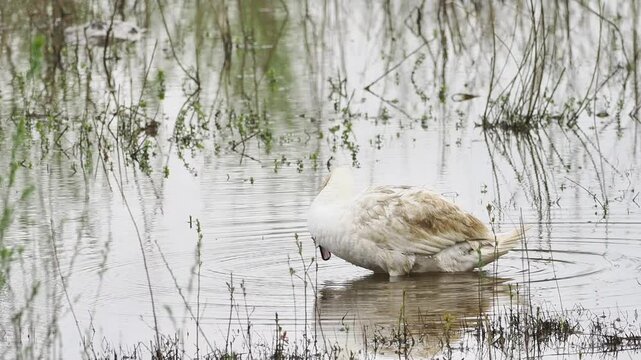 Cygne tubercul&eacute; (Cygnus olor) en toilettage dans une zone humide, comportement naturel de grooming en milieu aquatique