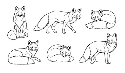 Enchanting fox line art vector set elegant wildlife animal outline illustration collection © Hazara