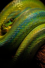Obraz premium Vibrant Green Tree Python Coiled on Branch