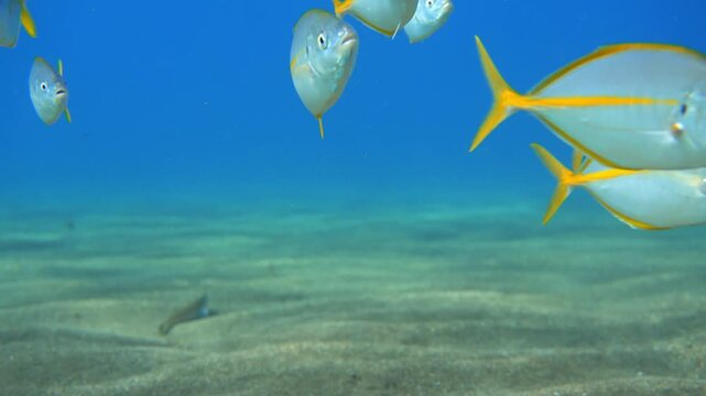 White trevally group swims toward camera with one yawning on a sandy bottom