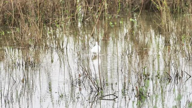 Aigrette garzette (Egretta garzetta) en chasse dans une zone humide, comportement de pr&eacute;dation en milieu aquatique