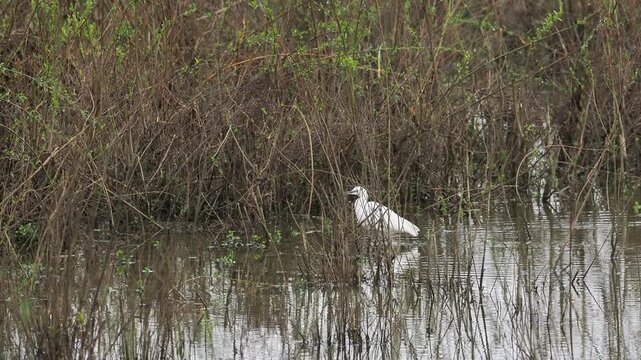 Aigrette garzette (Egretta garzetta) en chasse dans une zone humide, comportement de pr&eacute;dation en milieu aquatique