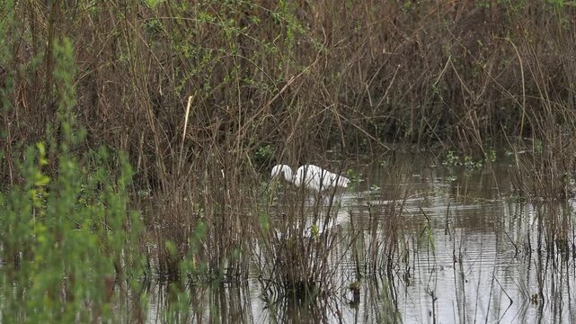 Aigrette garzette (Egretta garzetta) en chasse dans une zone humide, comportement de pr&eacute;dation en milieu aquatique