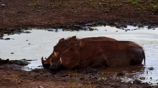 Two wild warthogs with prominent tusks wallow in a muddy puddle to stay cool.