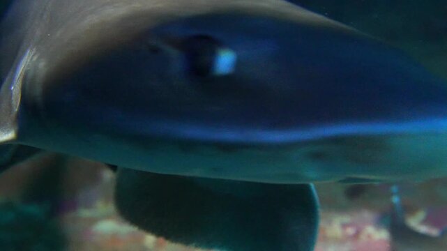A juvenile smooth-hound shark looks at camera before swimming away from a cave