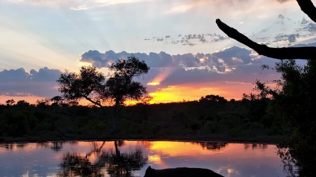 A timelapse of a vibrant purple and orange sunset over an African watering hole with silhouetted hippo.