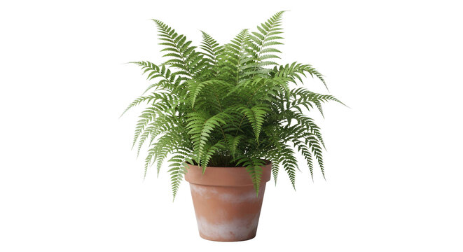 Lush green fern plant in terracotta pot isolated on black