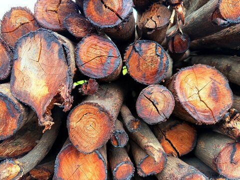 Stacked logs reveal warm, cracked wood grain. Bark edges show weathered, rough textures. Circular cuts expose vibrant, golden inner rings. Natural patterns echo age and fire. Ideal for rustic, organic