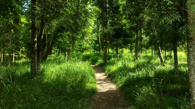 Green forest with path in central java