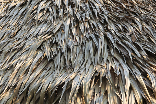 Close up view of natural dry palm leaf thatched roof texture providing rustic and traditional organic pattern with rough brown and grey tones creating calm and peaceful outdoor architectural