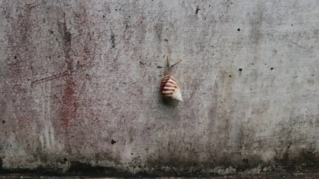 a small garden snail is climbing on the outer wall of a house in a rural area in Java, Indonesia