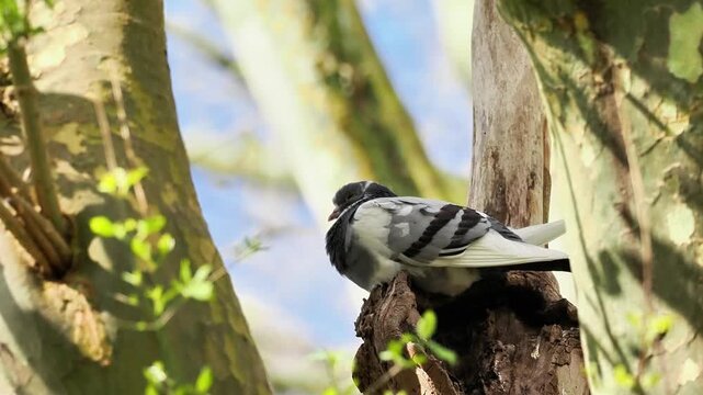 Pigeon biset (Columba livia) perch&eacute; sur une branche, portrait d&rsquo;oiseau urbain en milieu naturel