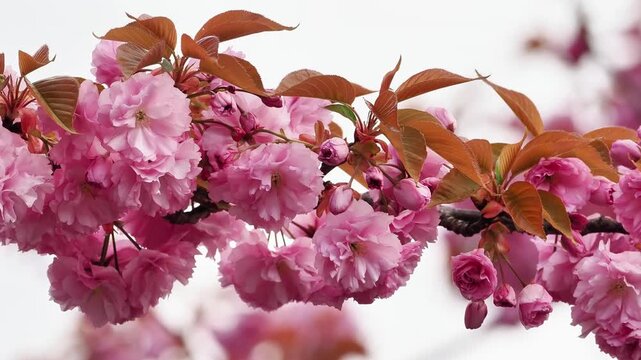 Cerisier en fleurs (Prunus sp.) aux fleurs roses au printemps, branches en floraison sur fond clair