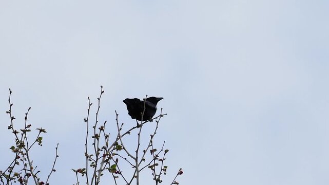 Corneille noire (Corvus corone) perch&eacute;e dans un arbre, oiseau sauvage en milieu naturel avec branches et feuillage