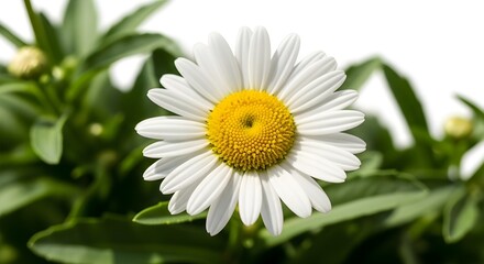 Fototapeta premium A close-up of a delicate white daisy flower with a bright yellow center.