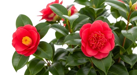 Obraz premium Vibrant red camellia flowers with lush green leaves in full bloom