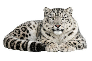 Fototapeta premium Snow leopard lying down, majestic wild cat with thick spotted fur, powerful mountain predator looking at camera, exotic feline wildlife photography isolated PNG with Transparent Background
