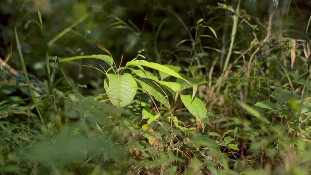 A close-up of a vibrant green sapling surrounded by wild grass in a tropical forest. Perfect for themes of growth, reforestation, and new beginnings.