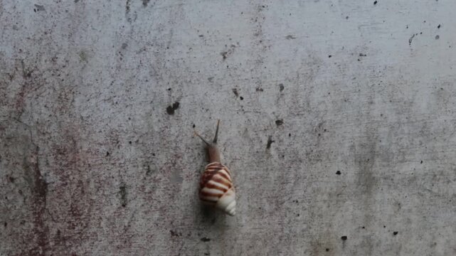 a small garden snail is climbing on the outer wall of a house in a rural area in Java, Indonesia