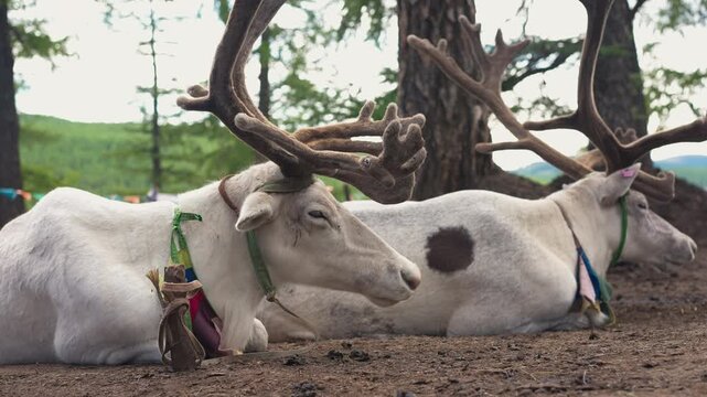 Tsaatan Reindeer in Northern Mongolia_4K