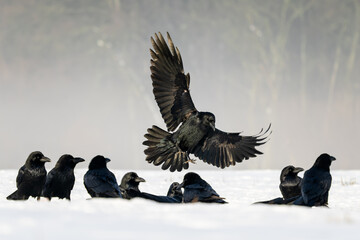 Naklejka premium Common Raven - Corvus corax, iconic black large bird native to European woodlands and forests, Poland.