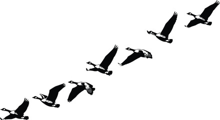 Flock of Canada geese flying in formation isolated on white background, black silhouettes of wild birds migrating for nature travel and seasonal wildlife design. © Mdjuyel