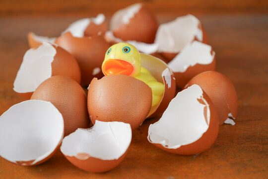 Eggshells are ready to be used as organic plant fertilizer
