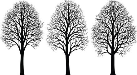 Obraz premium Set of three black silhouettes of bare winter trees with detailed branches and trunks isolated on white background for nature design and outdoor projects.
