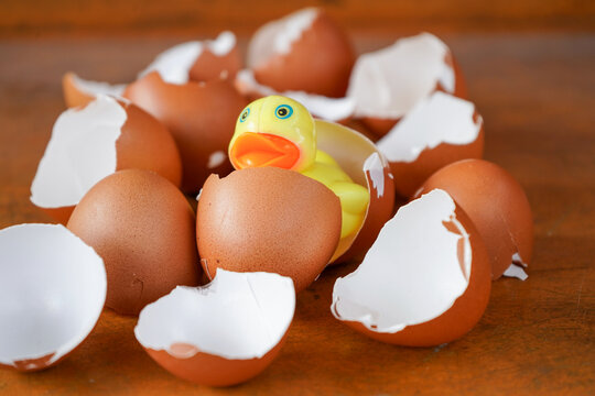 Eggshells are ready to be used as organic plant fertilizer
