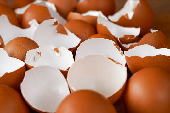 Eggshells are ready to be used as organic plant fertilizer