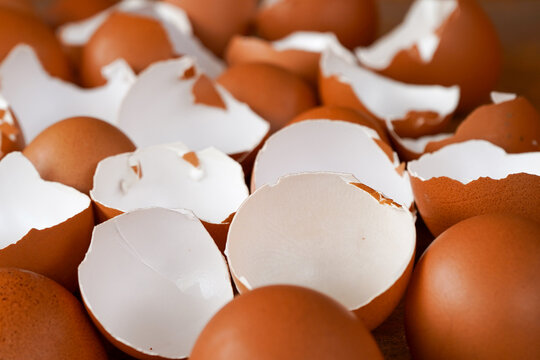 Eggshells are ready to be used as organic plant fertilizer