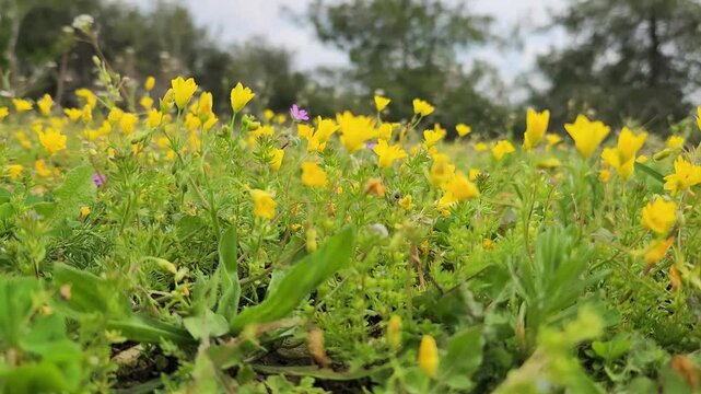 Hypecoum procumbens (commonly known as Yavruağzı or Adi boynuzlukimyon) is a wildflower that naturally grows in springtime habitats across Turkey. This plant is recognized by its bright yellow flowers