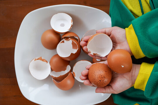 Eggshells are ready to be used as organic plant fertilizer