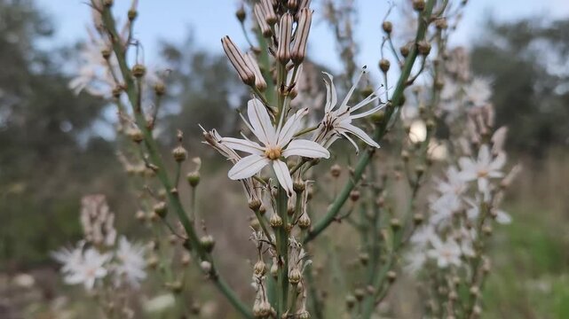 Asphodelus aestivus is a perennial wildflower native to the Mediterranean region. It produces tall stems topped with clusters of small, star-shaped white flowers, often blooming in late spring and sum