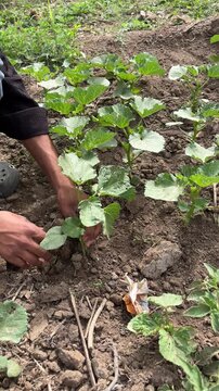 caring for green okra or bhindi plants in organic farm