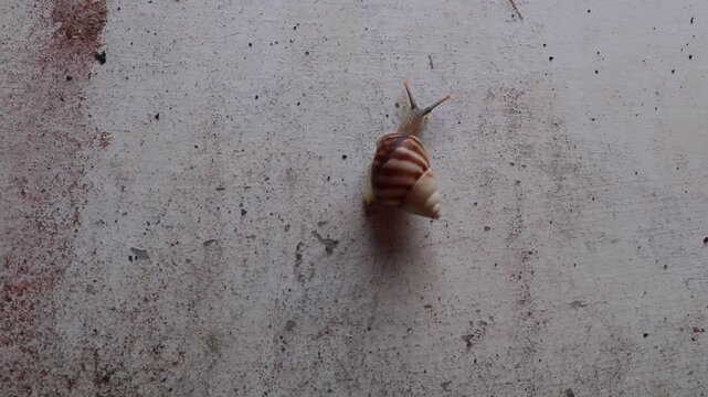 a small garden snail is climbing on the outer wall of a house in a rural area in Java, Indonesia