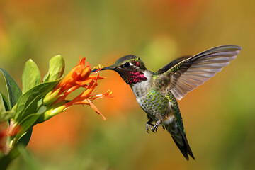 Naklejka premium A small ruby-throated hummingbird with vibrant green feathers hovers in flight while feeding on a red flower in nature