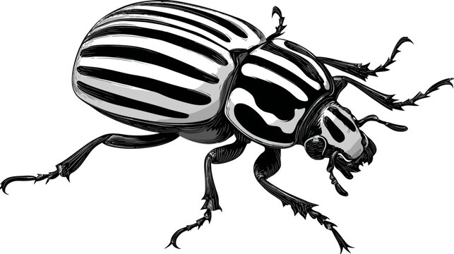 Black and white illustration of a striped beetle with jagged legs on a white backdrop