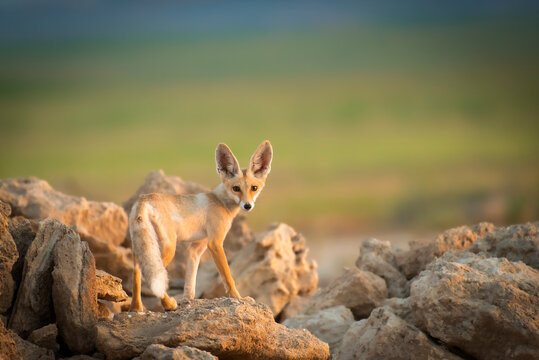 Silent Guardian of the Desert
Fox standing alert among the sunlit rocks, perfectly blending with its arid surroundings. The fox's large ears and sleek frame are remarkable adaptations to the harsh des