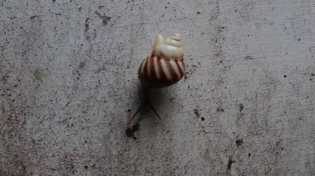 a small garden snail is climbing on the outer wall of a house in a rural area in Java, Indonesia