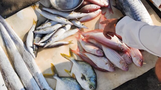 Customer Selecting fresh sea fish from diverse assortment at traditional Asian street market. Hands of Customer Selecting daily catch for healthy seafood meal at local wet market.