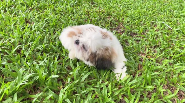 Cute Shih Tzu puppy sitting on a lush green lawn, scratching its neck with its hind leg.