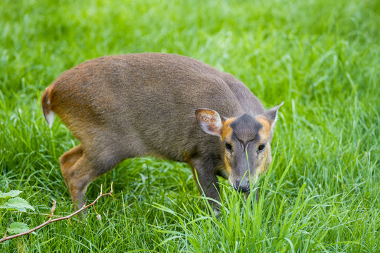 Portrait of a Chinese muntjac. Close-up of the animal. Muntiacus reevesi.

